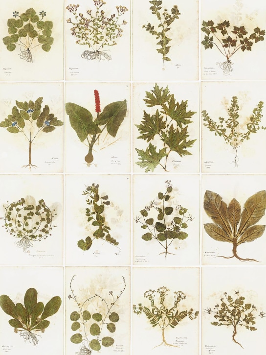 Arjumand's World: Botanica printed wallpaper - Multicolor - ecraft_0 | Luisa Via Roma
