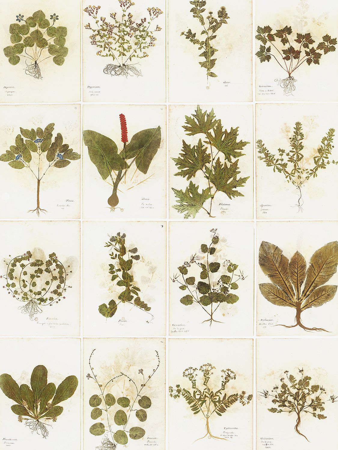 Arjumand's World Botanica Printed Wallpaper In Multicolor