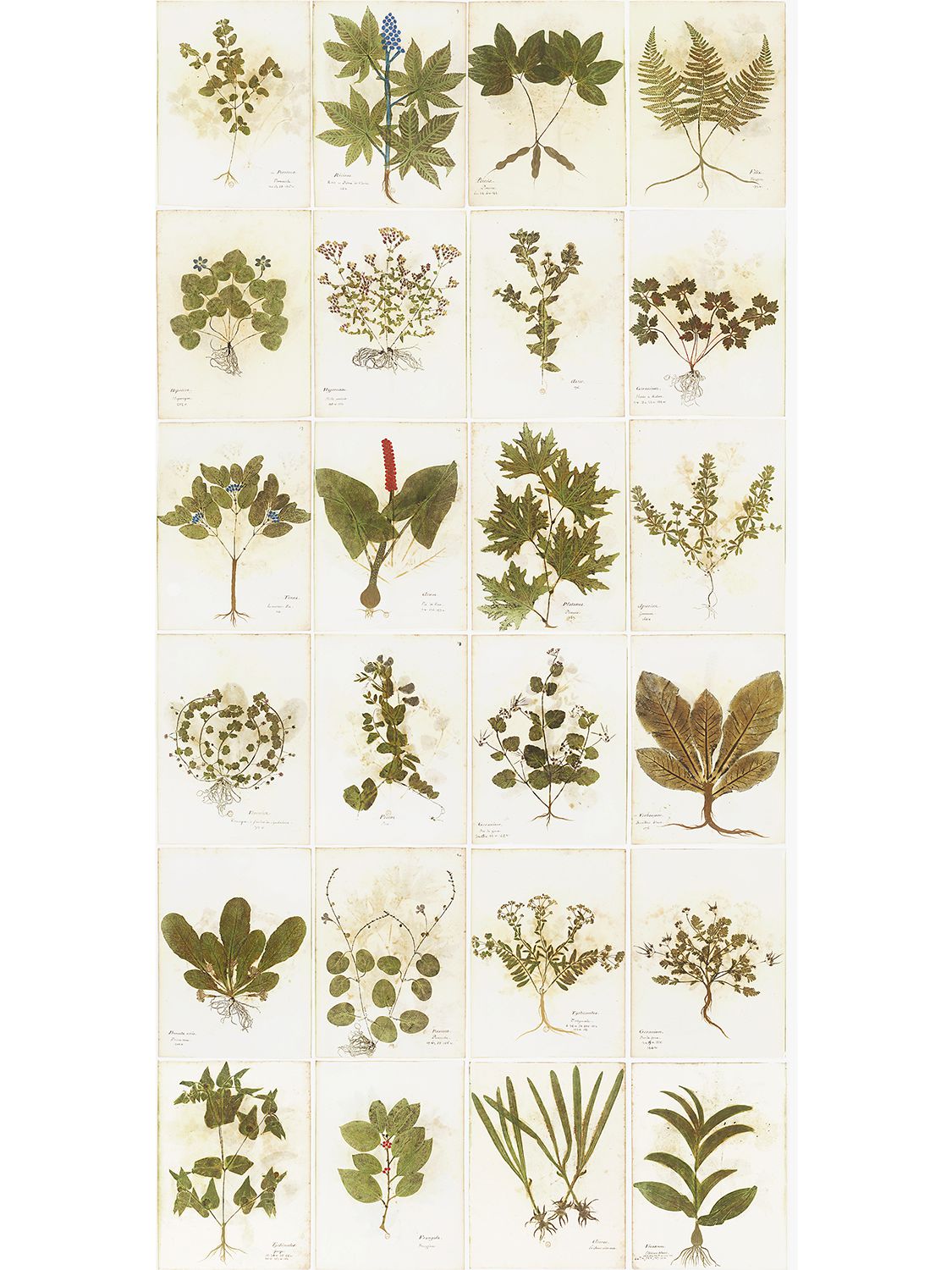 Shop Arjumand's World Botanica Printed Wallpaper In Multicolor